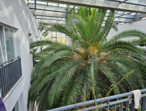 Eine Palme als Herausforderung für einen KlarOs-Glasreinigungsauftrag